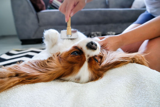 Pet Grooming Do's And Don'ts