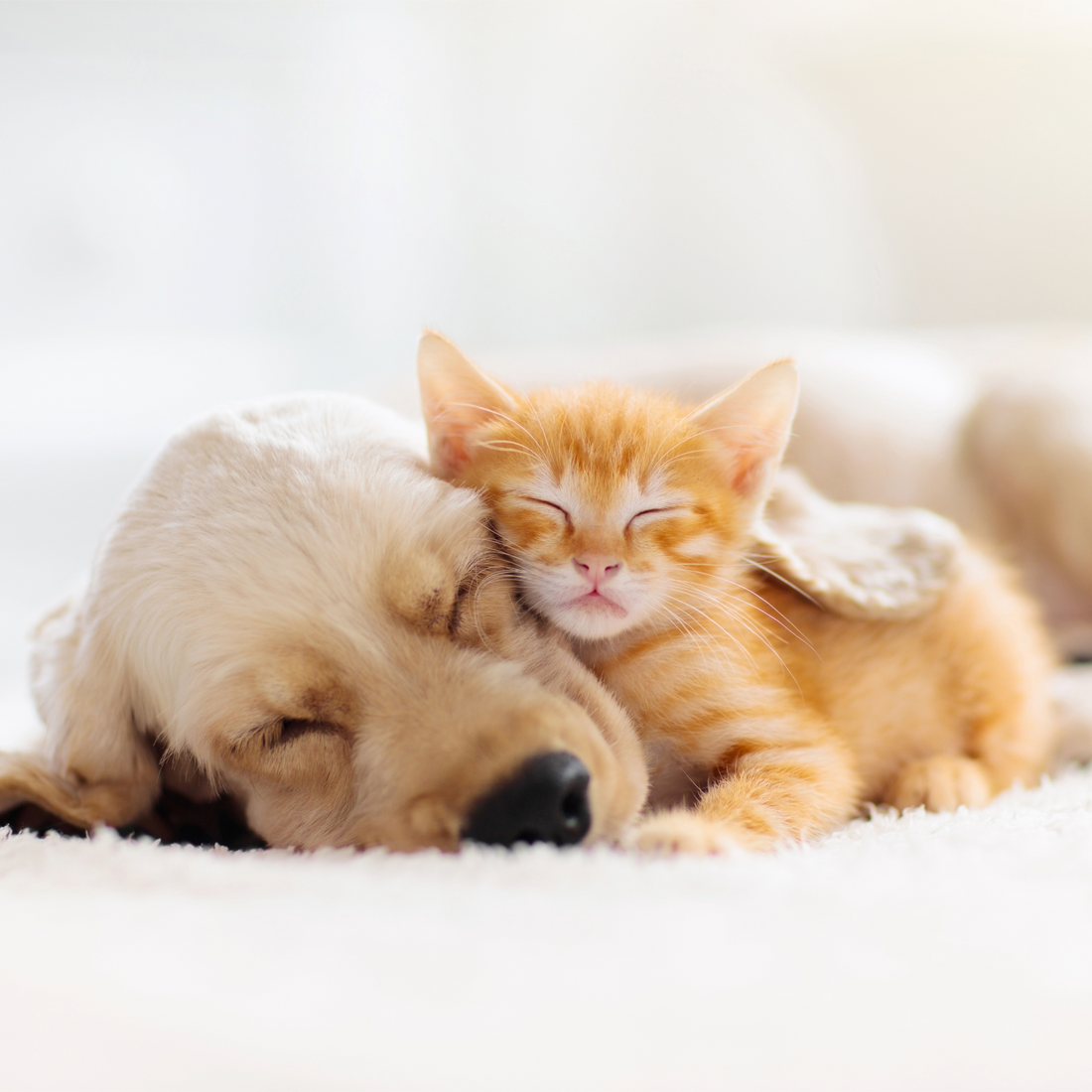 A Beginner’s Guide to Pet Supplies: Everything You Need to Get Started