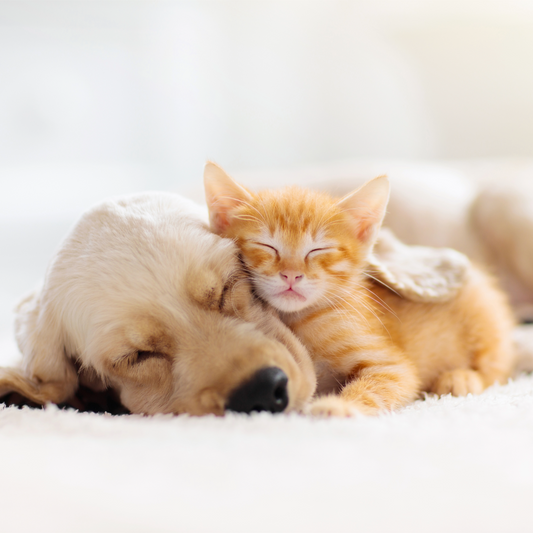 A Beginner’s Guide to Pet Supplies: Everything You Need to Get Started